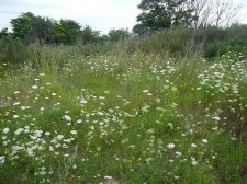 Stavební pozemek Dobšice